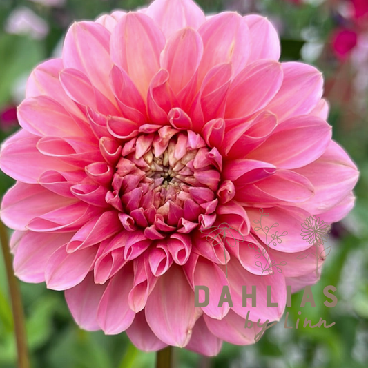 Dahlia Doris Duke