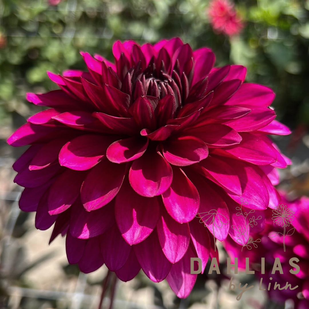 Dahlia Purple Flame