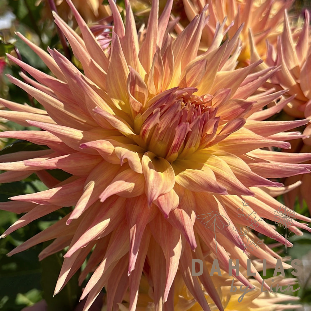 Dahlia Penhill Autumn Shade