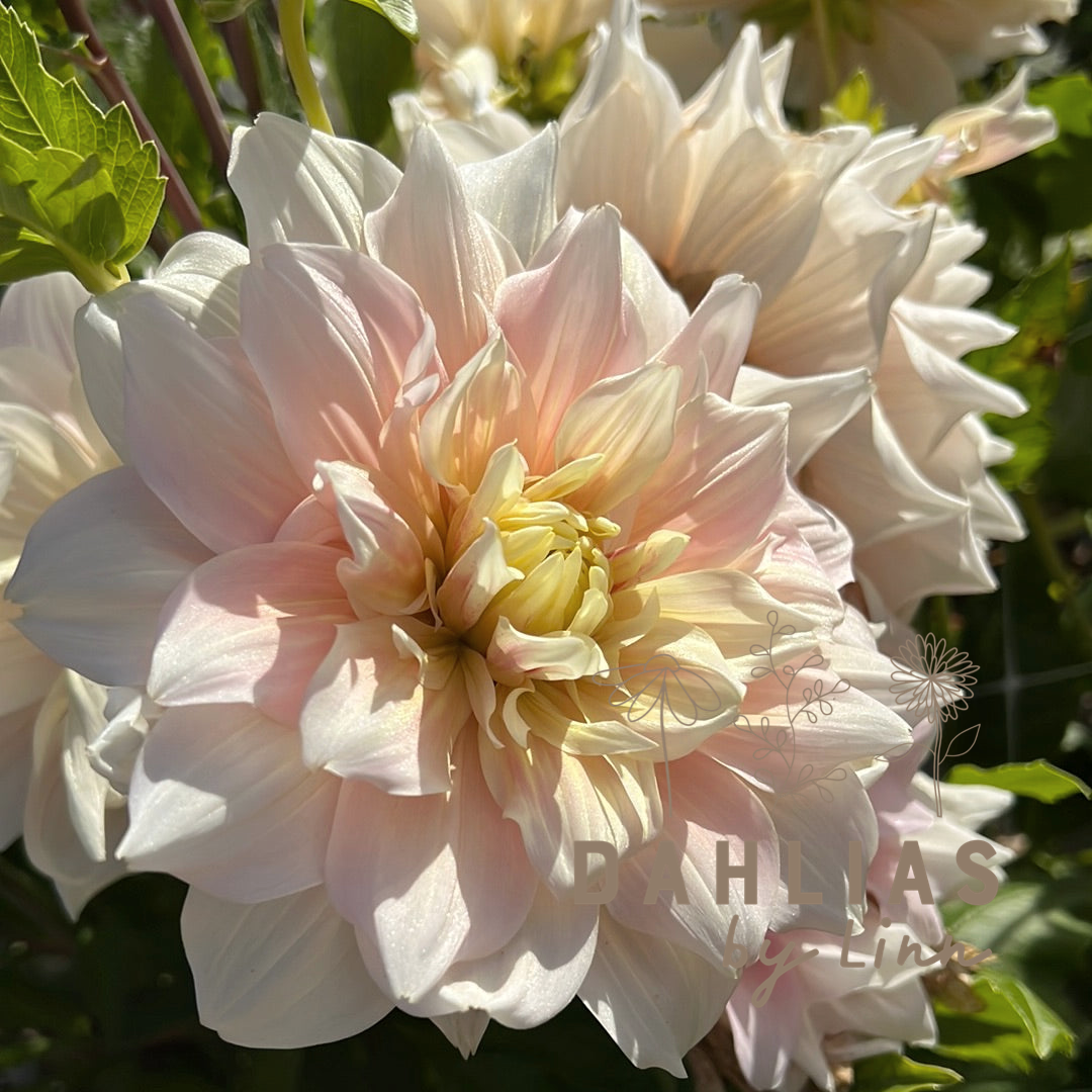 Dahlia Break Out