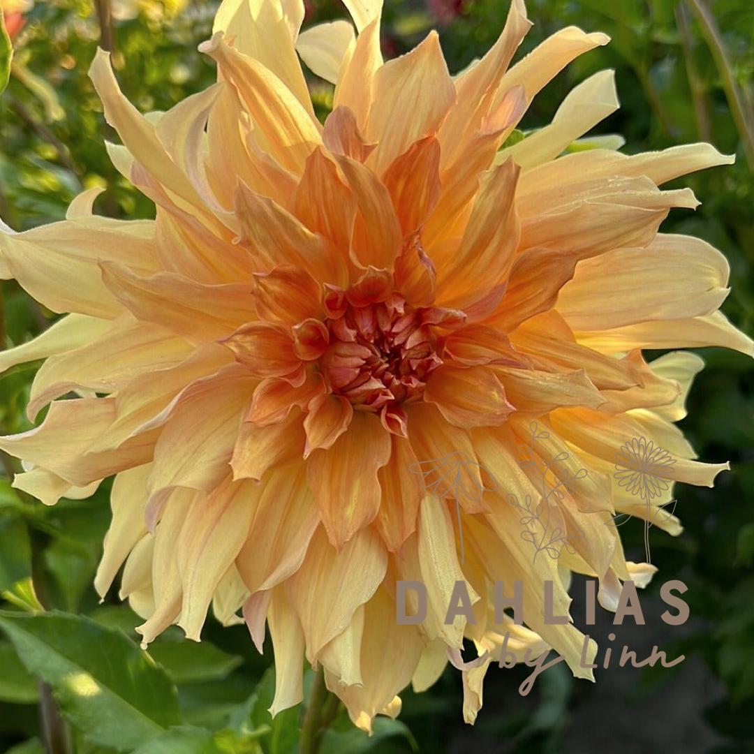 Dahlia Big brother
