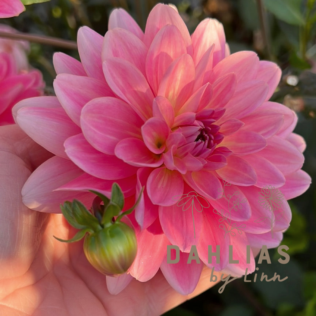 Dahlia Gerrie Hoek