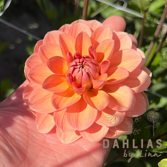 Dahlia Yelno Harmony