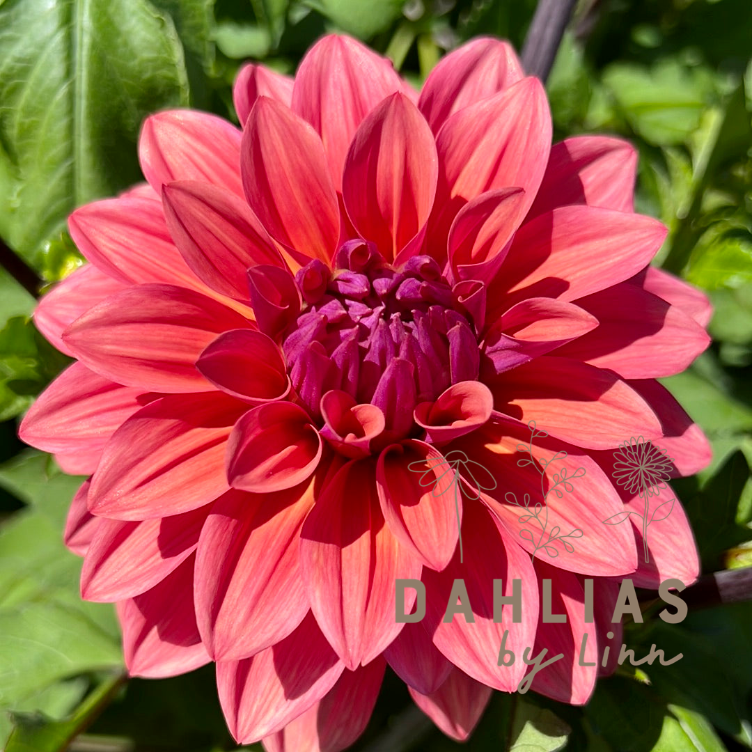 Dahlia American Dawn
