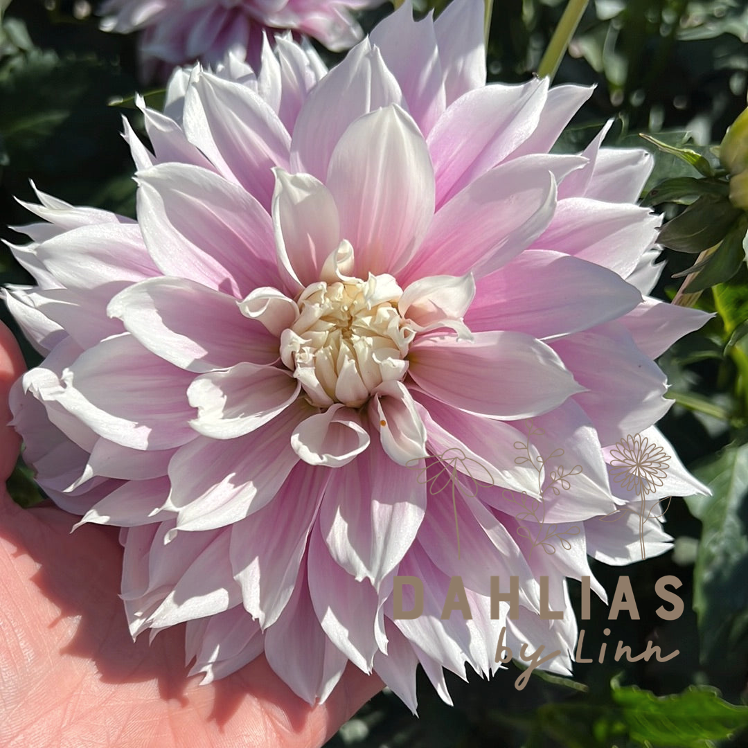 Dahlia Evanah