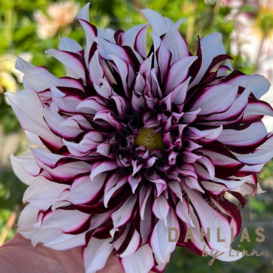 Dahlia Tartan