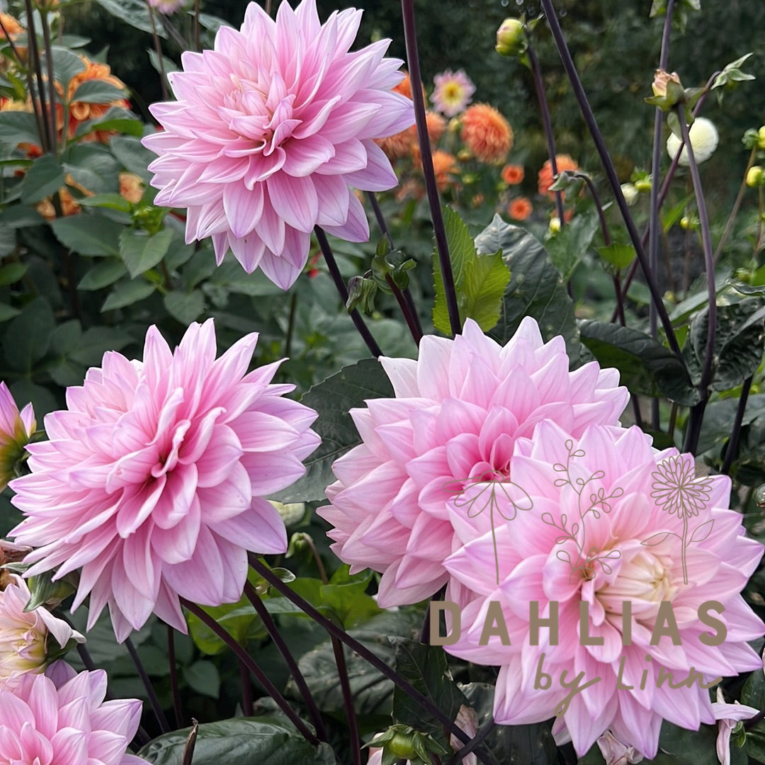 Dahlia Karma Prospero