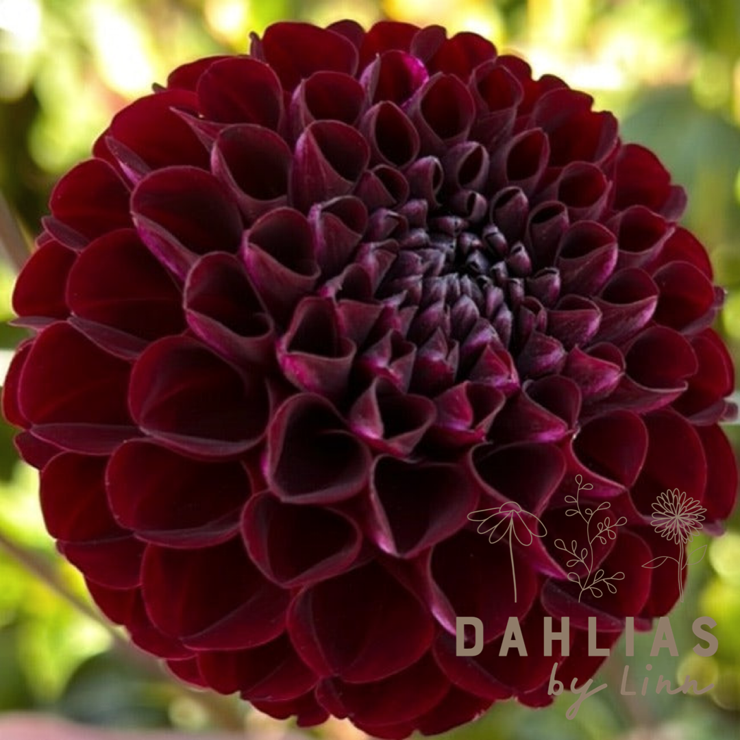Dahlia Natal