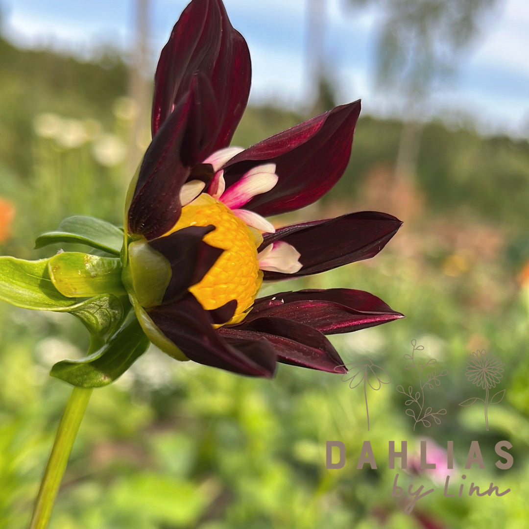 Dahlia Night Butterfly