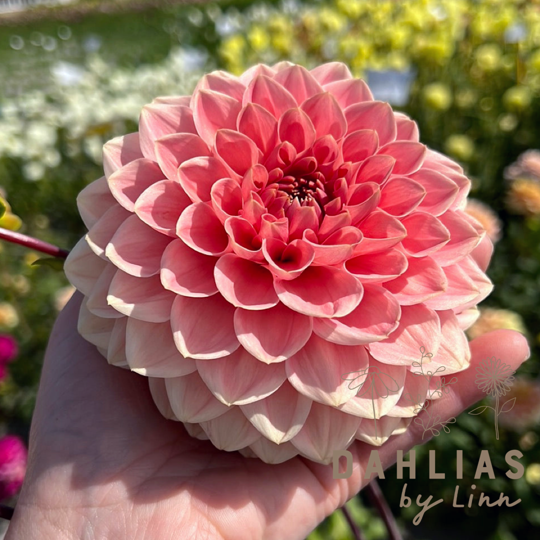 Dahlia Romance max 5st /kund