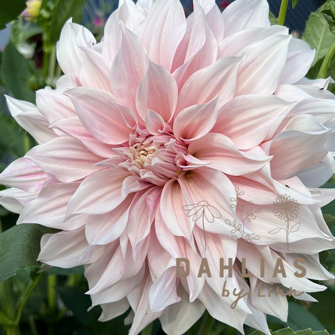 Dahlia Café au lait