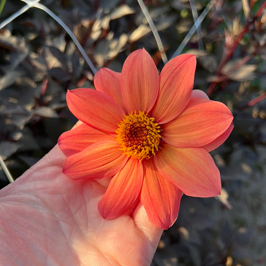 Dahlia Schippers Bronze