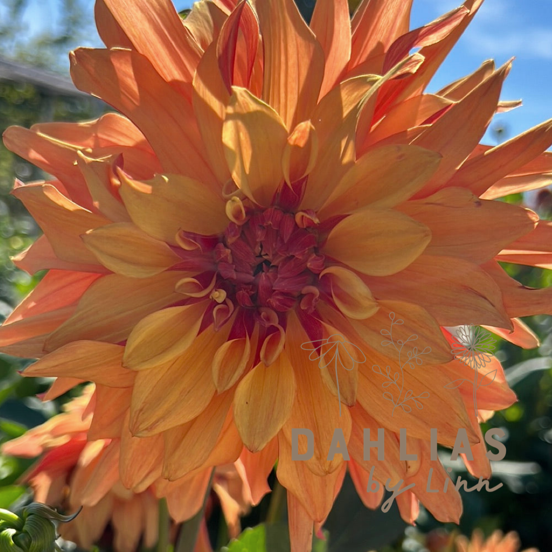 Dahlia French Cancan