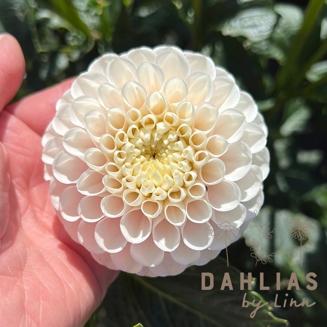 Dahlia White Wizard (Light Wizard)