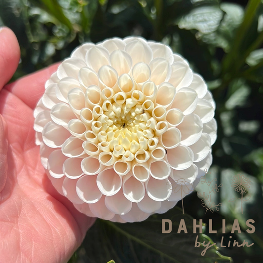 Dahlia White Wizard (Light Wizard)