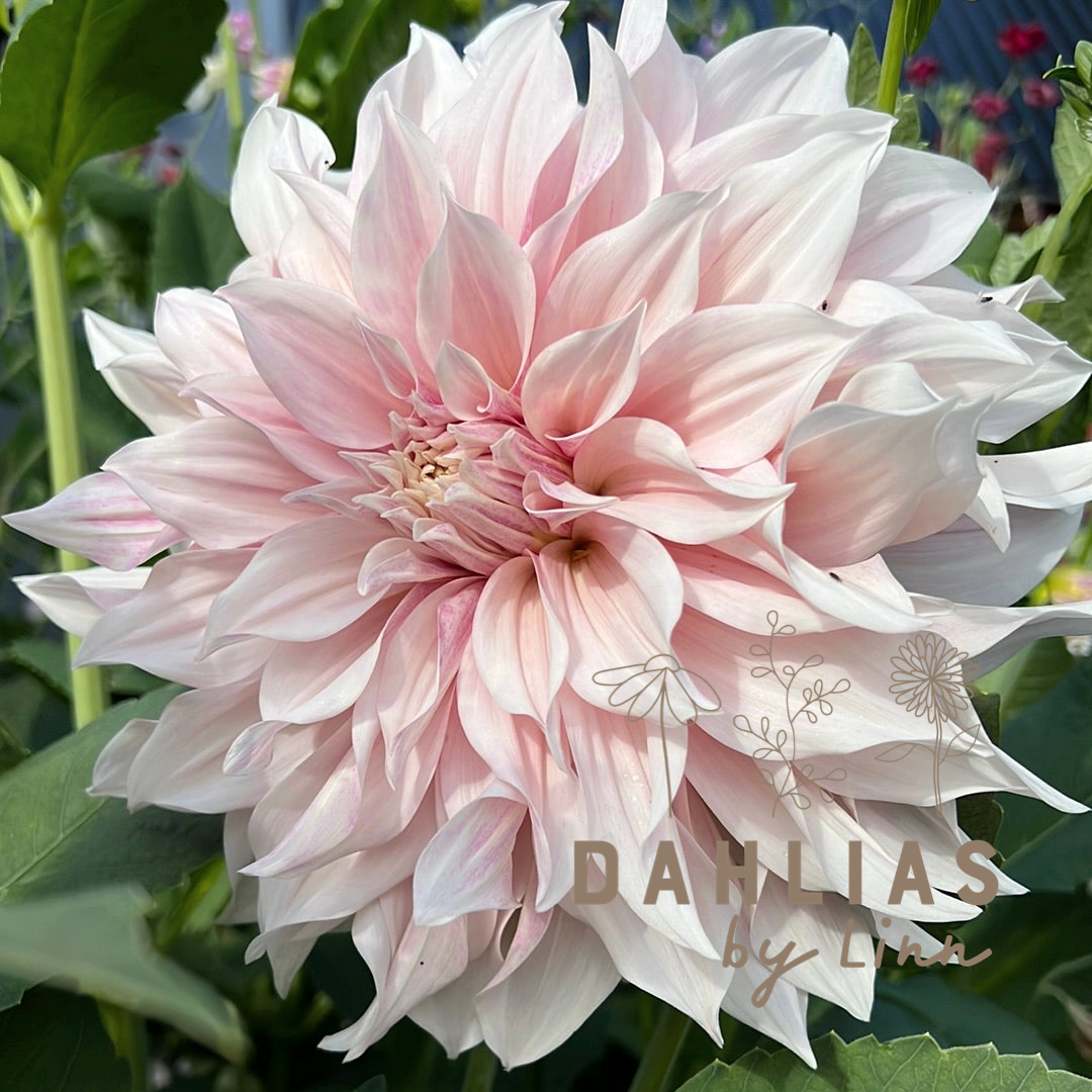 Dahlia Café au lait