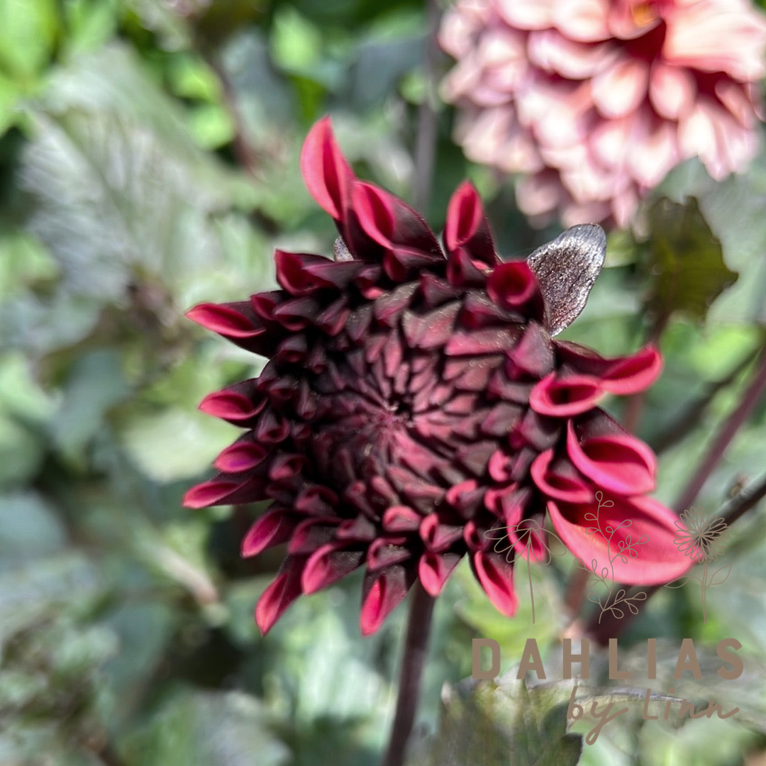 Dahlia Night Silence Max 2st/kund