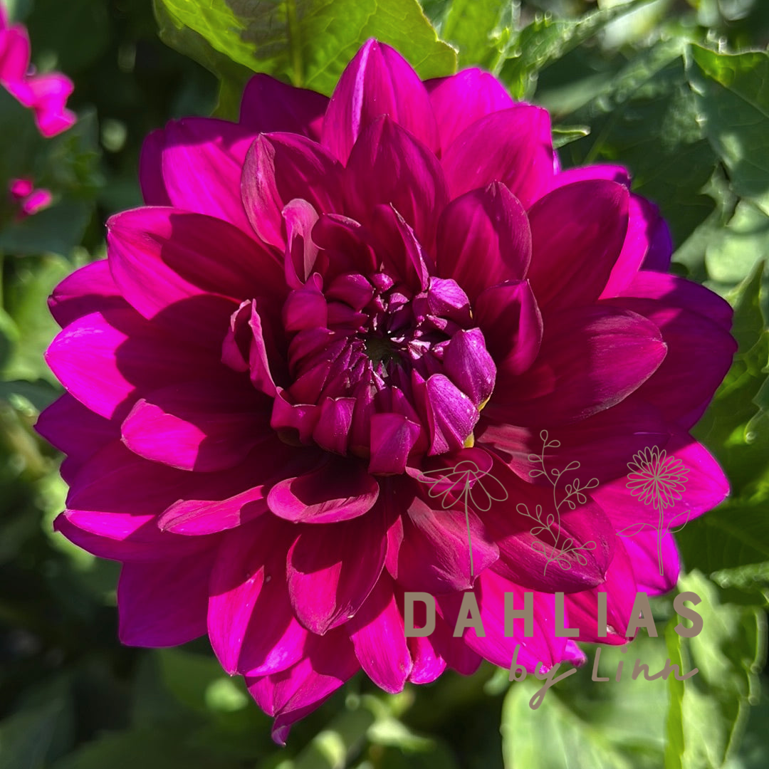 Dahlia Berner Oberland