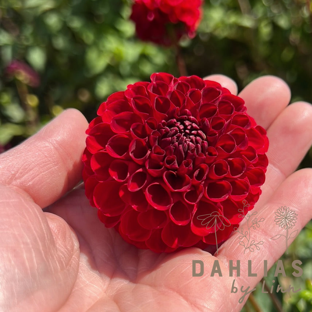 Dahlia Nescio