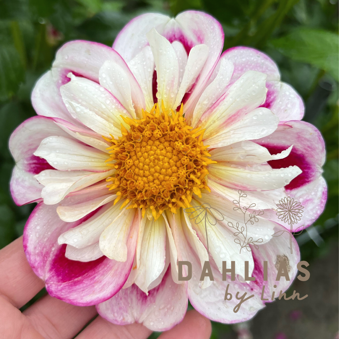 Dahlia Bumble Rumble