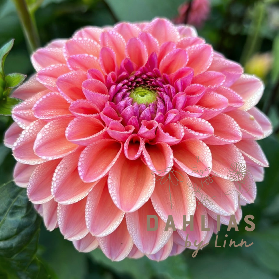 Dahlia Daisy Duke