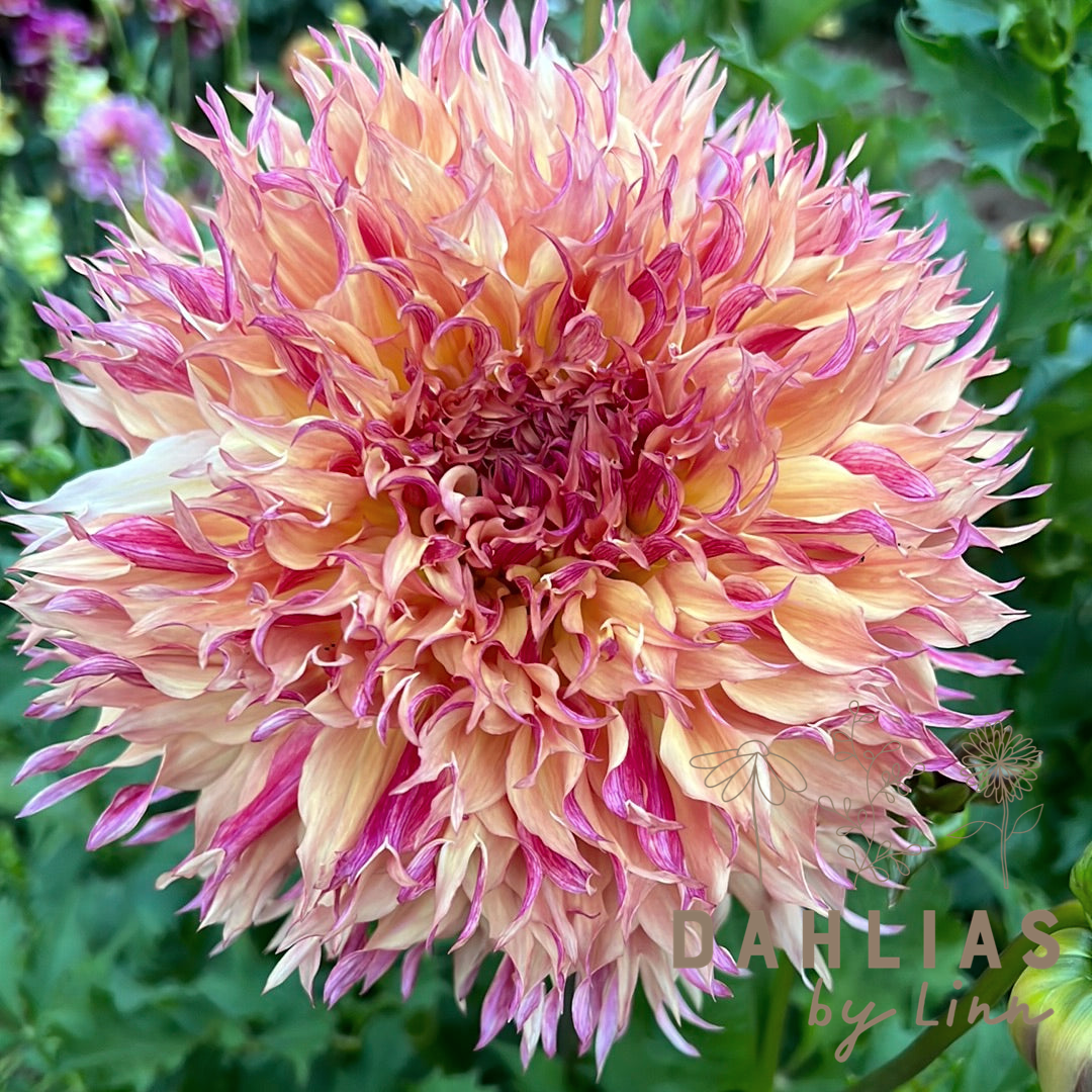 Dahlia Myrtle´s Folly Utgår!