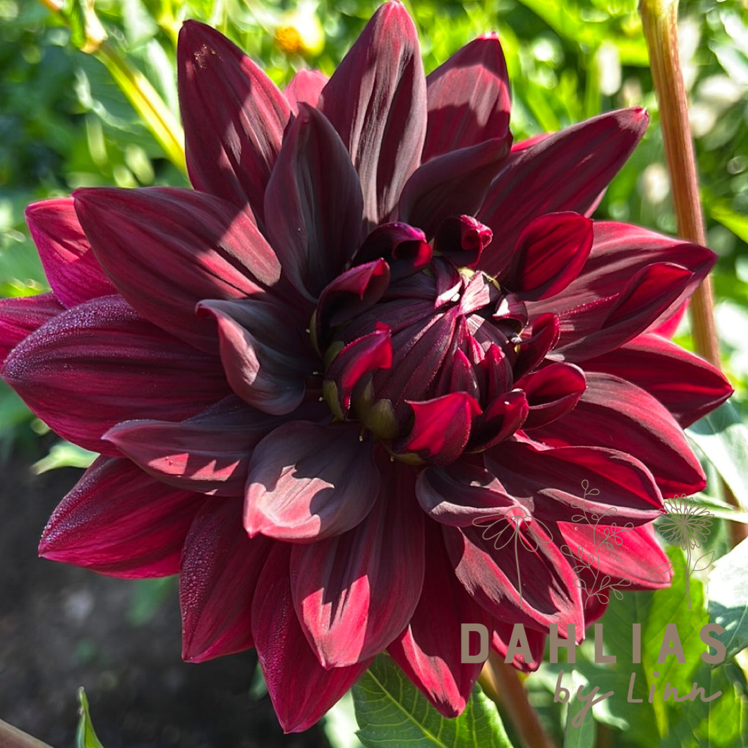 Dahlia Sam Hopkins