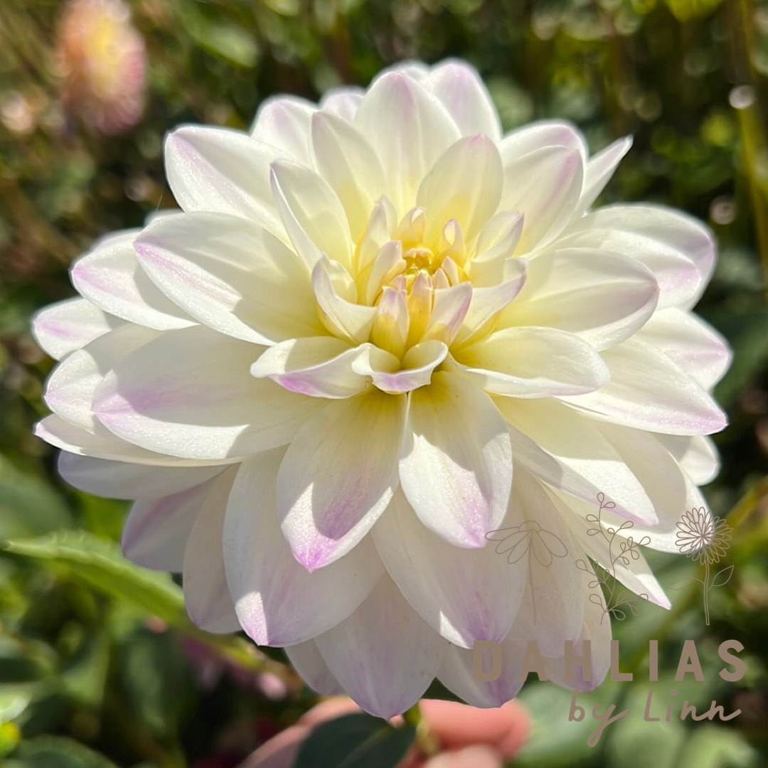 Dahlia White Pearl (wittem)