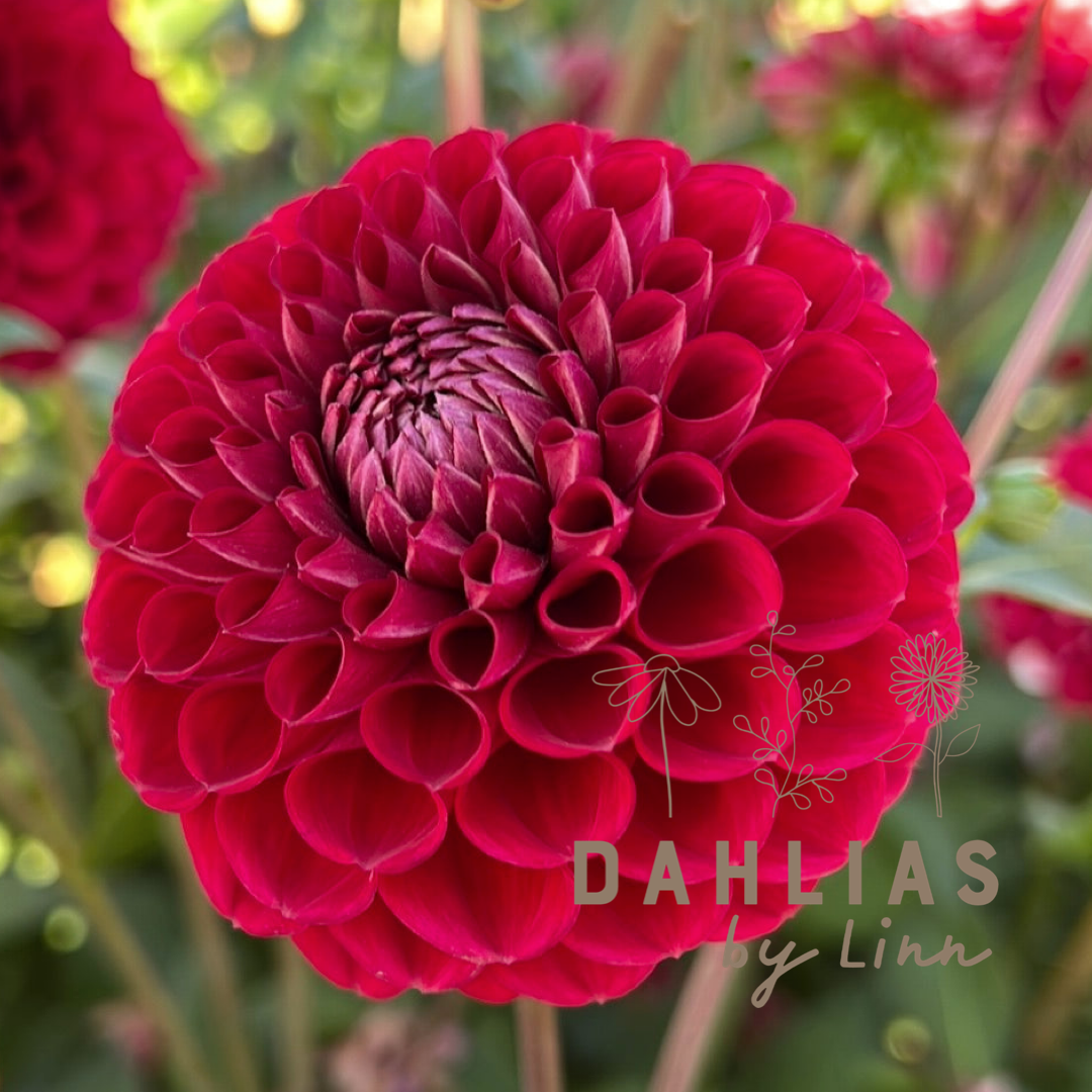 Dahlia Cornel