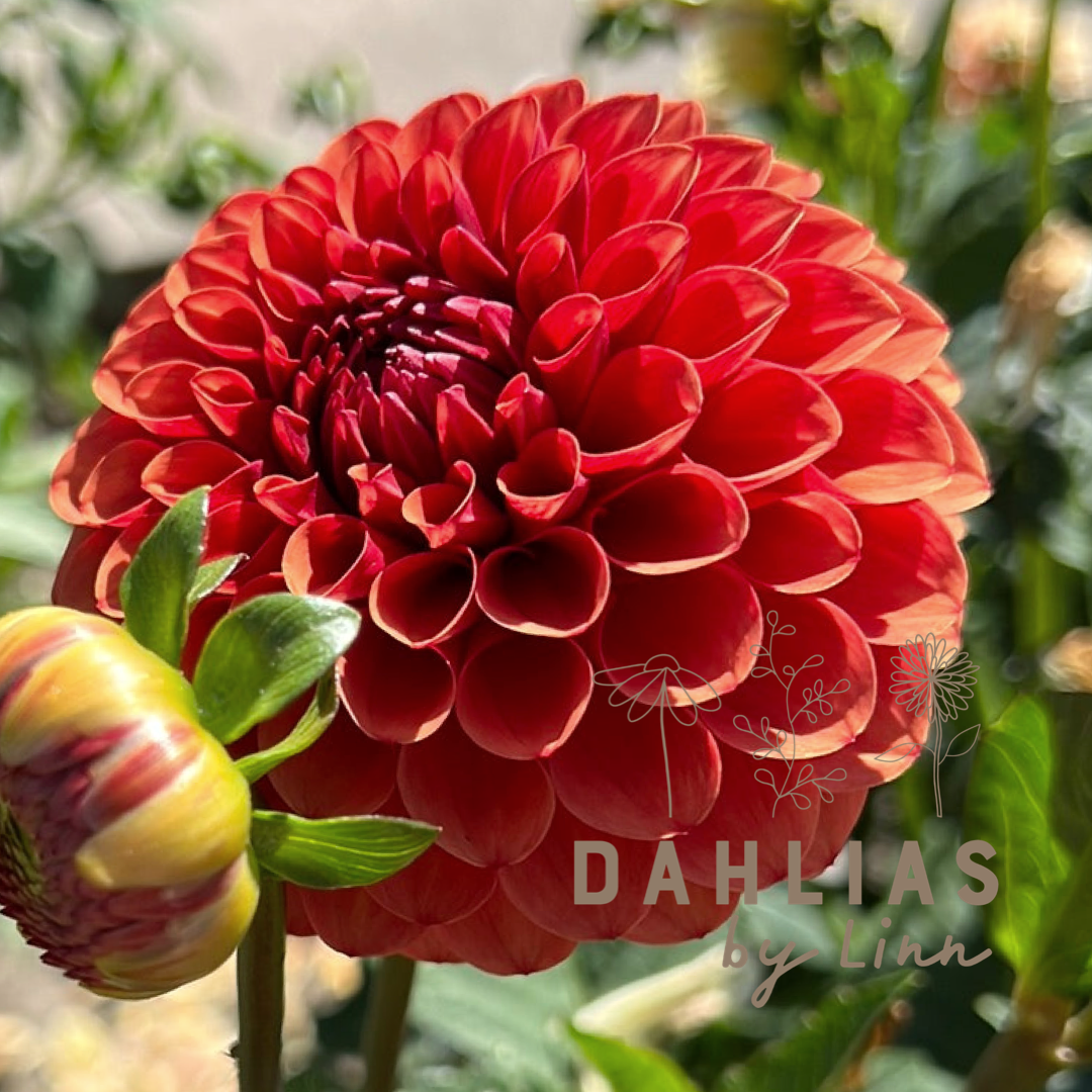 Dahlia Brown Sugar