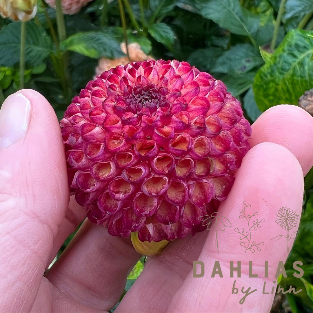 Dahlia Vino