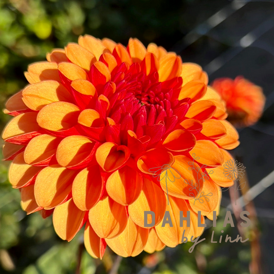 Dahlia American Sunset