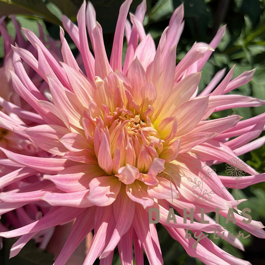 Dahlia Hollyhill Cotton Candy