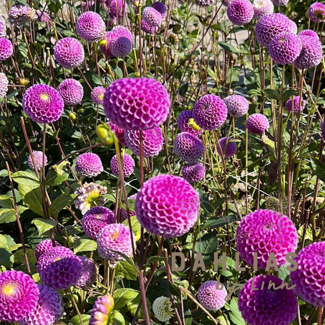 Dahlia Franz Kafka