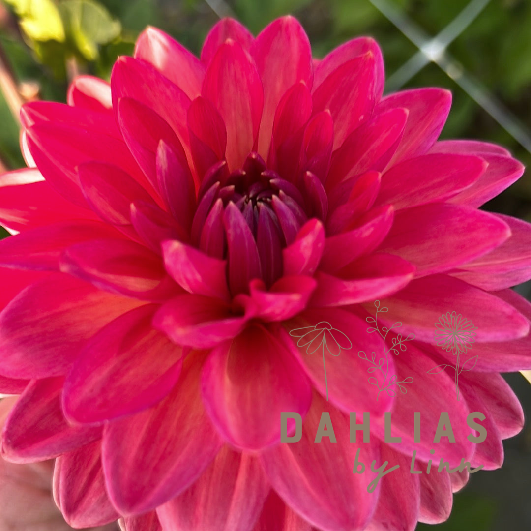 Dahlia Ellen Nauta
