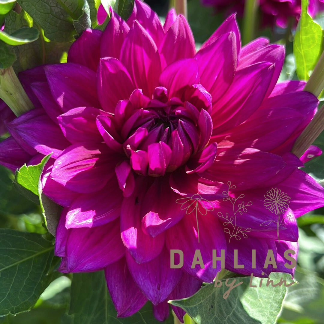 Dahlia Berner Oberland
