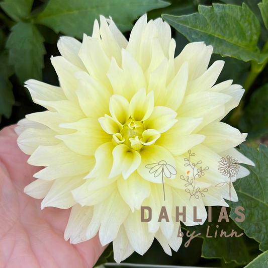 Dahlia Berliner Lemon