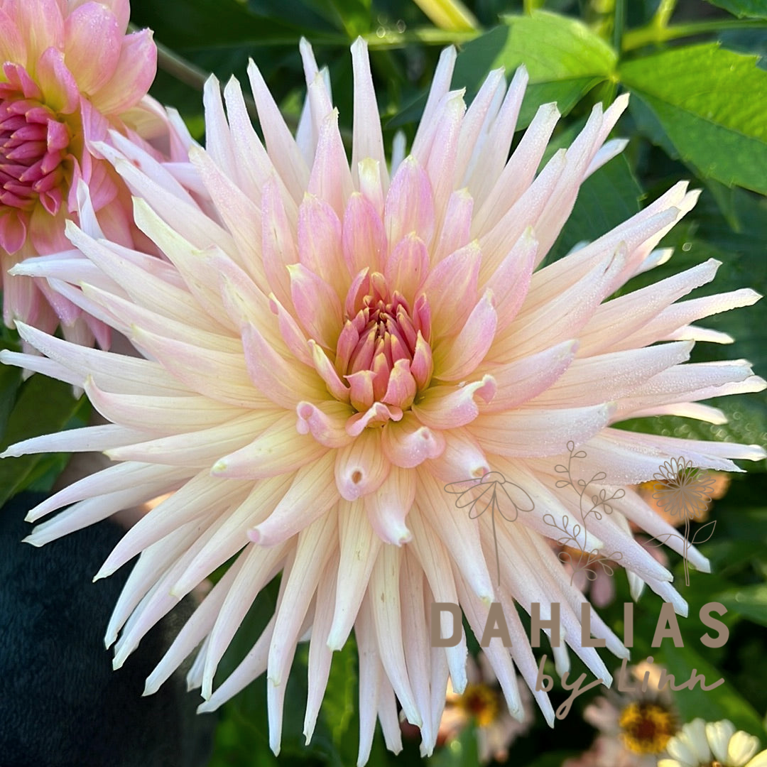 Dahlia Henriette