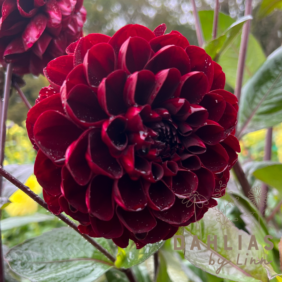 Dahlia Manoa