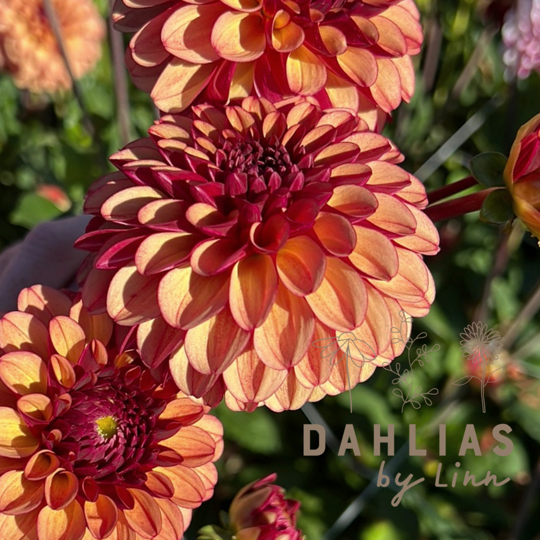 Dahlia High Fidelity