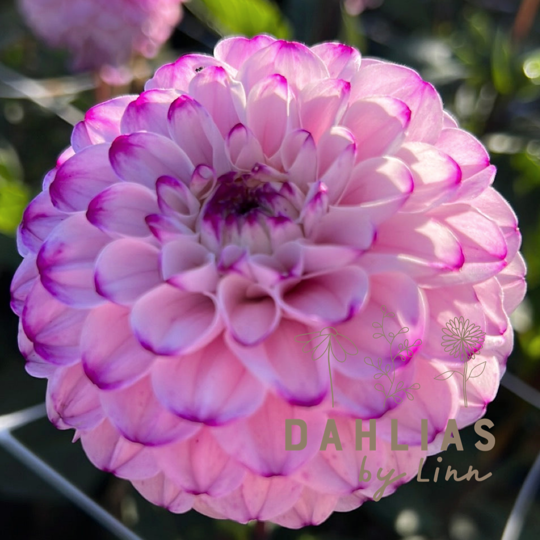 Dahlia Genova