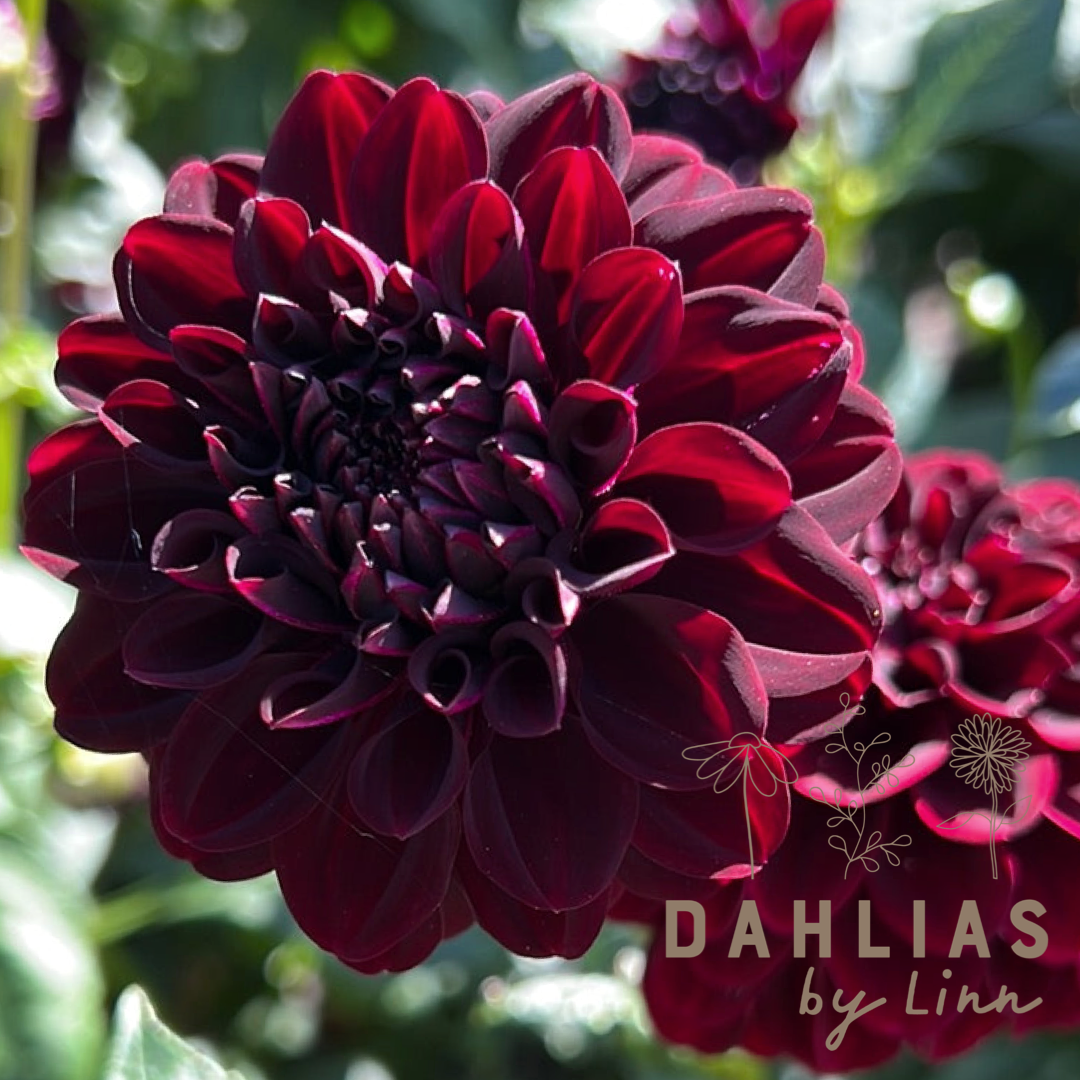 Dahlia La Recoleta