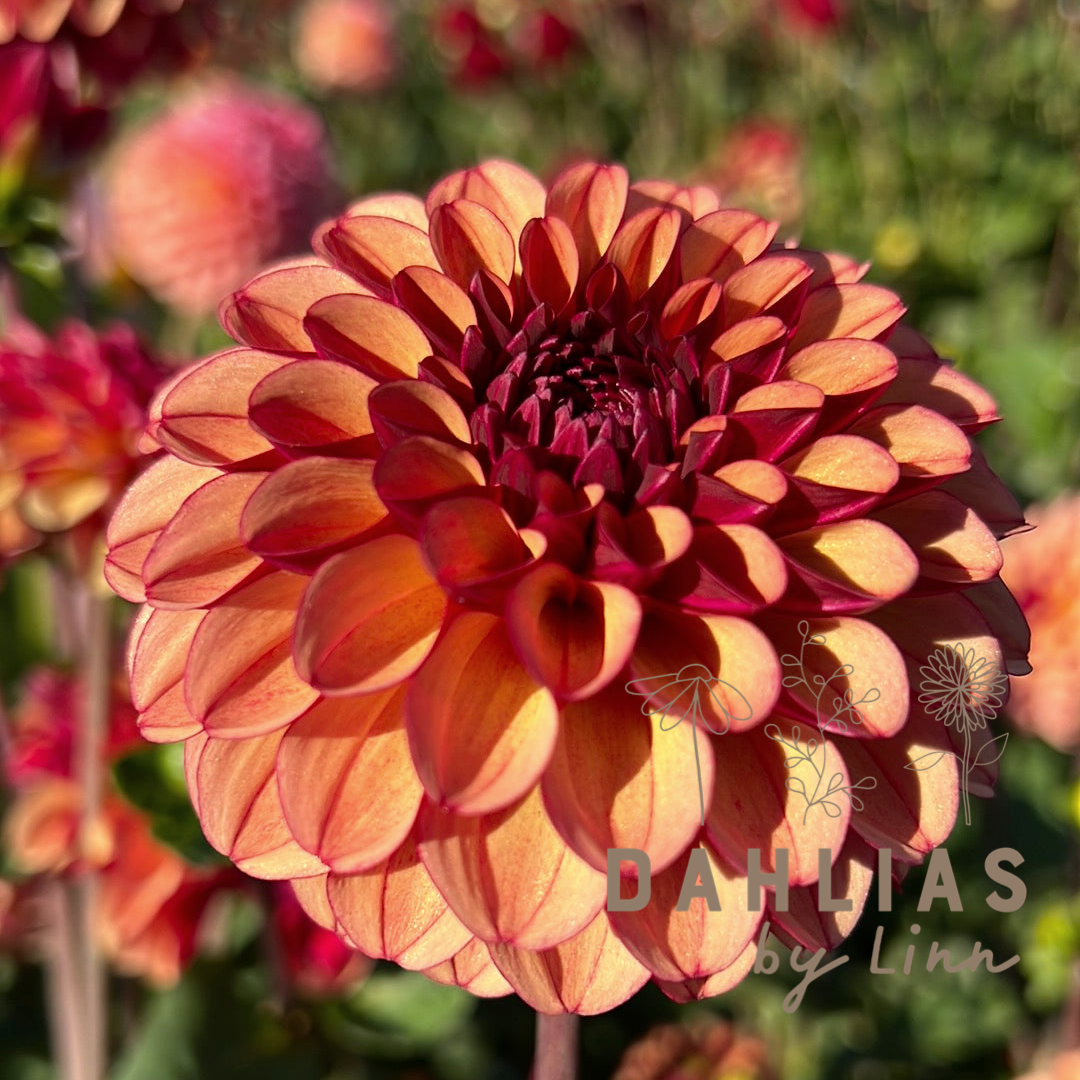 Dahlia High Fidelity