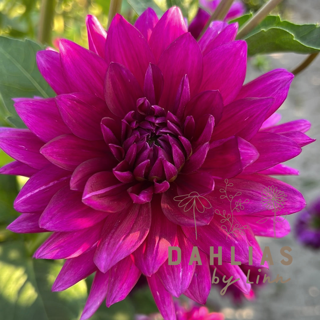 Dahlia Berner Oberland