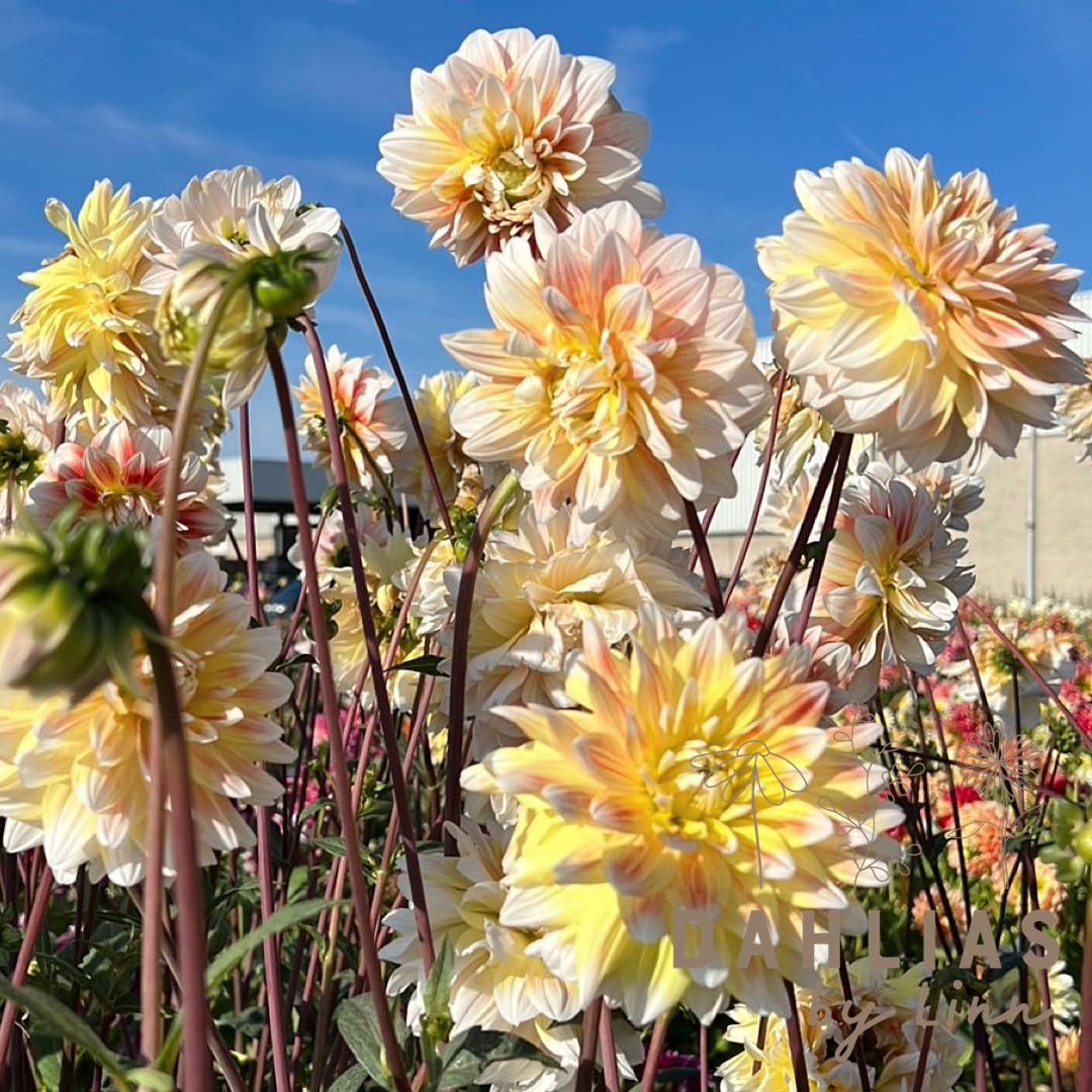 Dahlia Peaches and Cream Utgår!