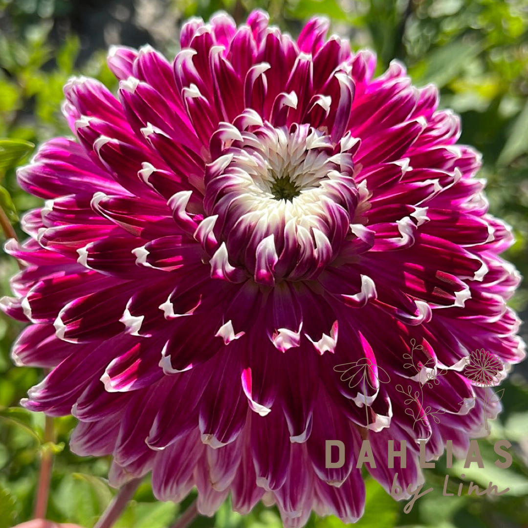 Dahlia Vancouver