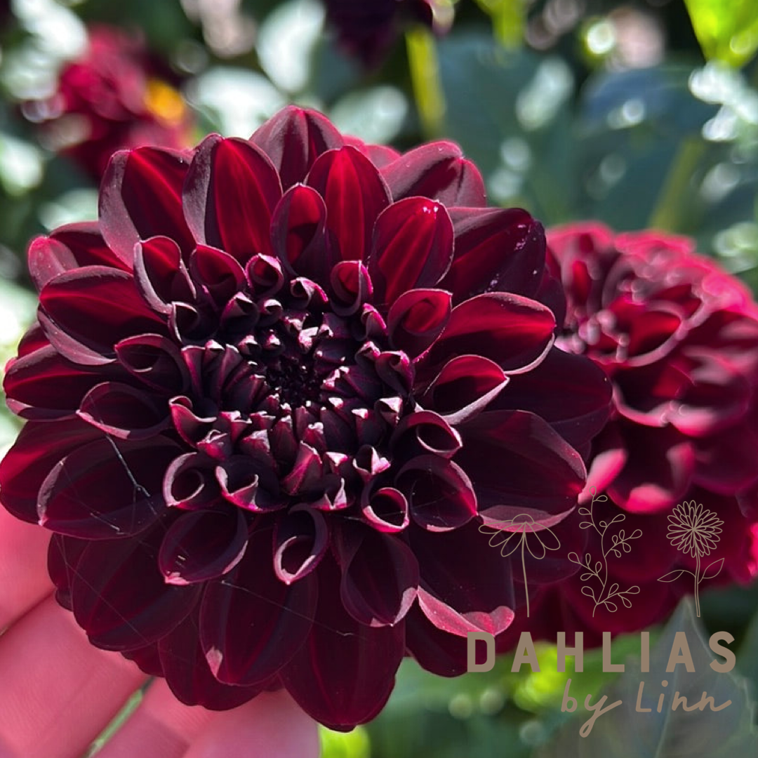 Dahlia La Recoleta
