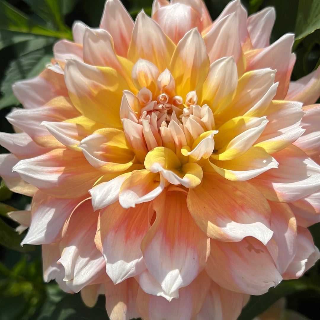 Dahlia Seattle