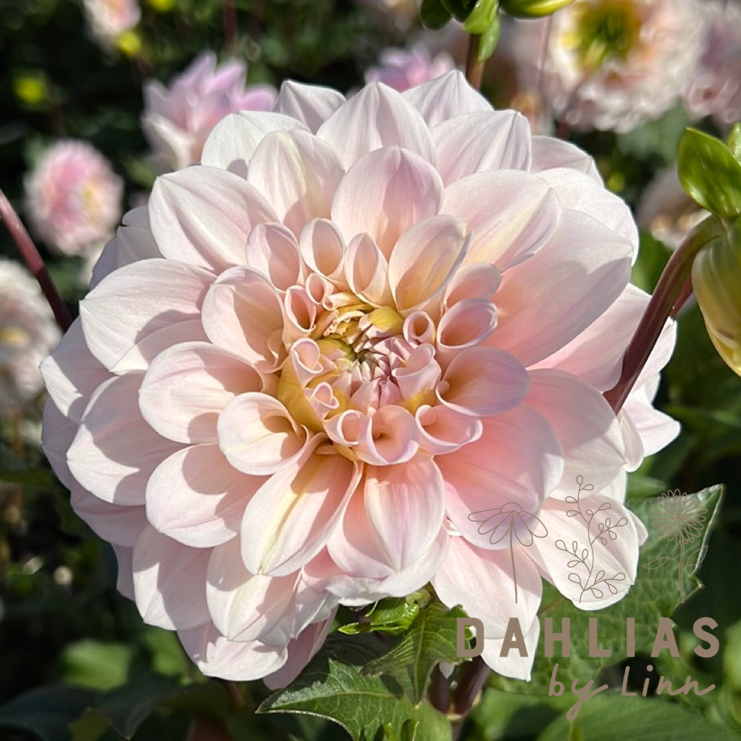 Dahlia Sweet Nathalie