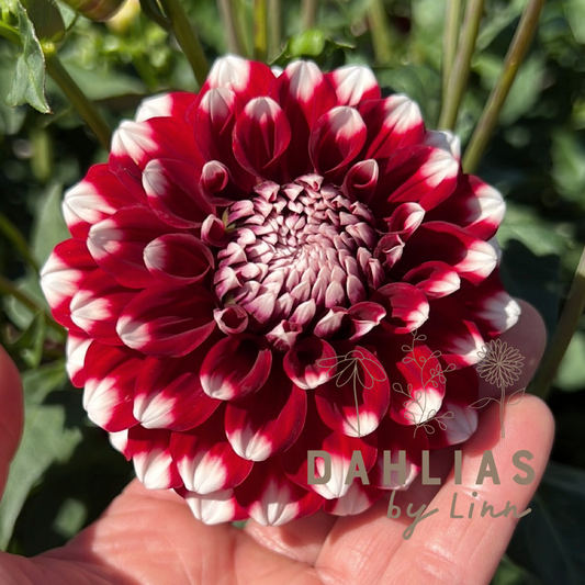 Dahlia Checkers